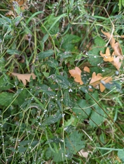Lithospermum officinale