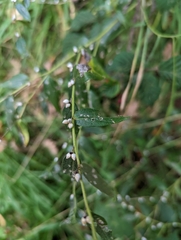 Lithospermum officinale