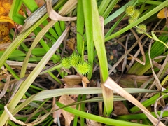 Sparganium americanum