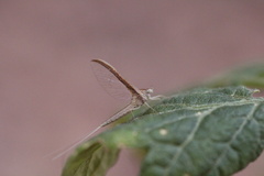 Callibaetis montanus