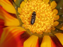 Acmaeodera longicrinis