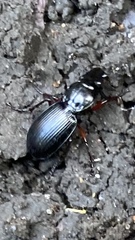 Pterostichus madidus