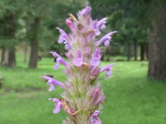 Agastache breviflora