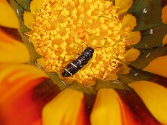 Acmaeodera longicrinis