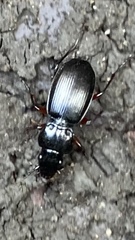 Pterostichus madidus