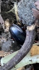 Pterostichus madidus