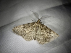 Protoboarmia faustinata