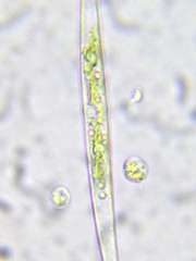 Closterium acerosum
