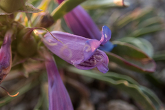 Penstemon speciosus