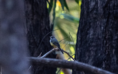 Motacilla flaviventris