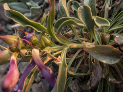 Penstemon speciosus