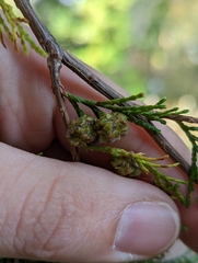 Chamaecyparis thyoides