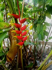 Heliconia rostrata