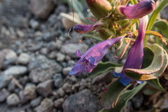 Penstemon speciosus