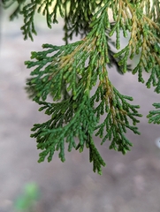 Chamaecyparis thyoides