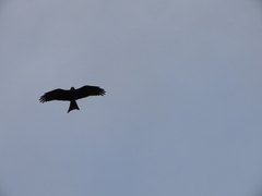 Milvus migrans parasitus