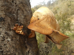 Tapinella panuoides