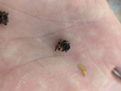 Chamaecyparis thyoides