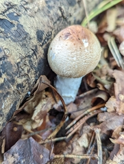 Agaricus augustus
