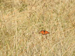 Danaus erippus