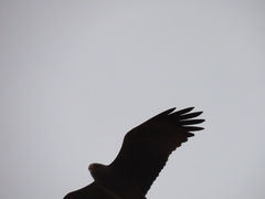 Milvus migrans parasitus