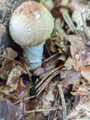 Agaricus augustus
