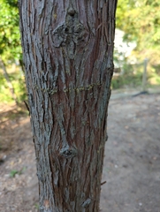 Chamaecyparis thyoides