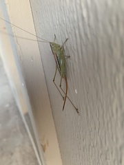 Conocephalus strictus