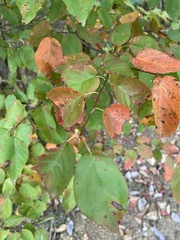 Amelanchier arborea