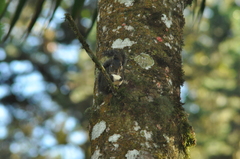 Sciurus aestuans