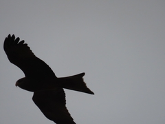 Milvus migrans parasitus