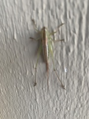 Conocephalus strictus