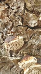 Hexagonia vesparia