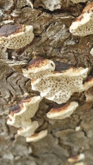 Hexagonia vesparia