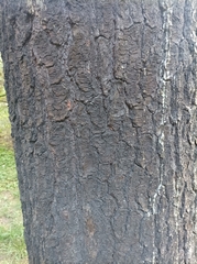 Pinus peuce