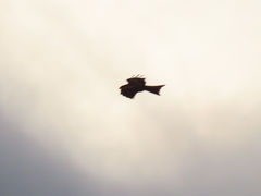 Milvus migrans parasitus