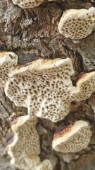 Hexagonia vesparia