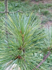 Pinus peuce
