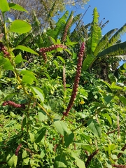 Phytolacca heterotepala
