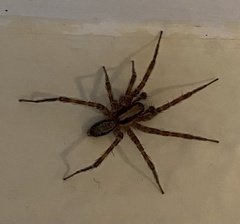 Camptocosa