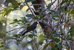 Hypsipetes madagascariensis