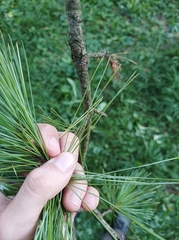 Pinus peuce