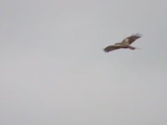 Milvus migrans parasitus