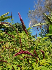 Phytolacca heterotepala