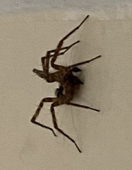 Camptocosa