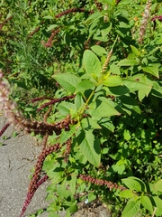 Phytolacca heterotepala