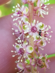 Phytolacca heterotepala
