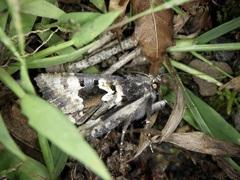 Phlogophora albovittata