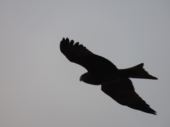 Milvus migrans parasitus