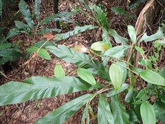 Smilacaceae